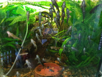 Gara rufe- čistilci za akvarij