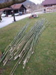 Bambus palice dolge 3 do 4 metre