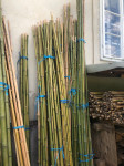 Bambus za vrt