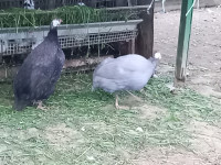 Pegatki ,Afriška kokoš