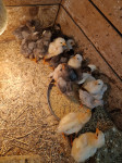 Piščanci domačih kokoši