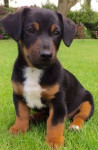 Jack russell terier black and tan