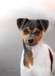 Terier Brazilski - Brazilian terrier