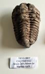 fosil - TRILOBIT - Calymenae _ Maroko-Anife