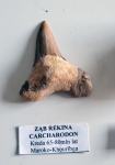 fosil - ZOB MORSKEGA PSA - Charcharodon _ Maroko-Khouribga