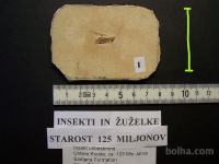 Insekti in žuželke, fosil, starost 125 milijonov let - 15 €