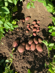 Semenski krompir -Alouette