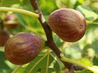 Sadike Fig