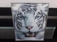 Slika beli tiger -NOVA-