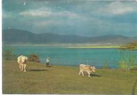 21. Razglednica Cerkniško jezero 1950