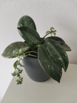 Hoya sobna rastlina