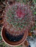 Kaktus (Ferocactus pilosus)