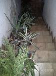 Kaktuse, Aloe vero in agave prodam