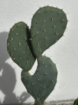 Kaktusi - več vrst