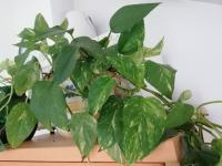 Sobna rastlina ovijalka Zlati potos (Pothos)