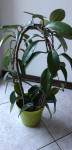 Navadna Hoya / voščenka / sobna rastlina