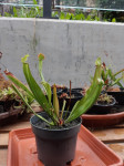 Mesojeda rastlina Sarracenia