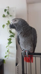 Papagaj sivi žako
