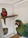 Ročno hranjene papige