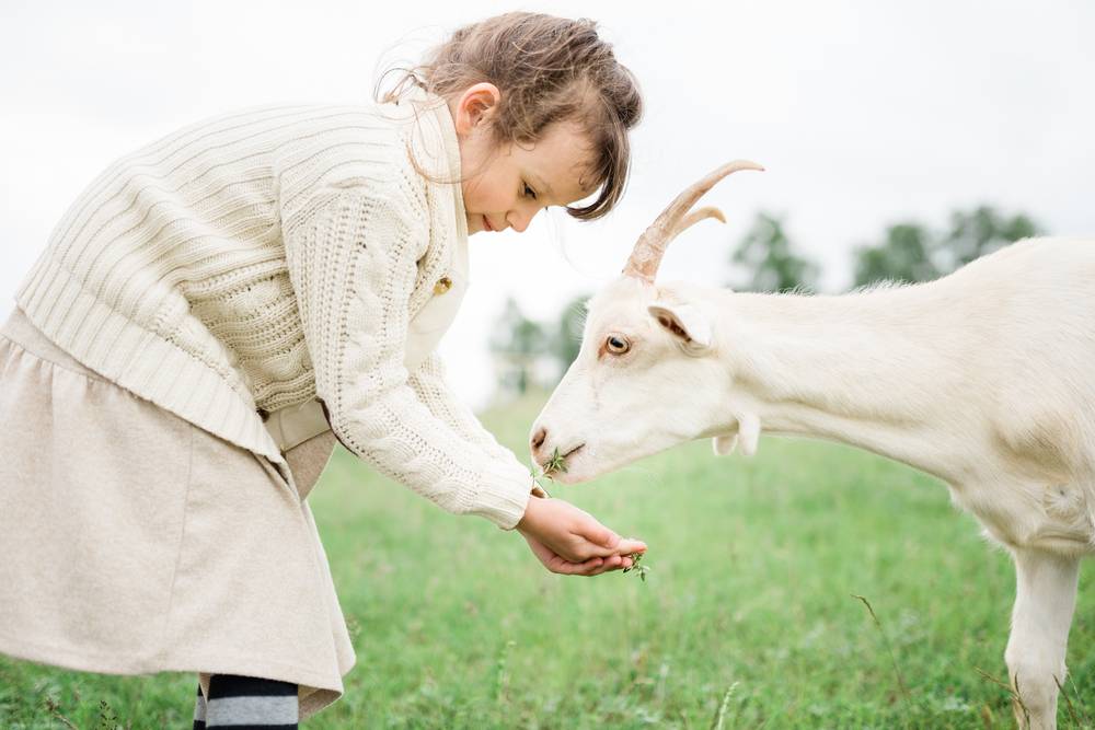 Pogled na zadovoljno deklico, ki na turistični kmetiji hrani kozo.