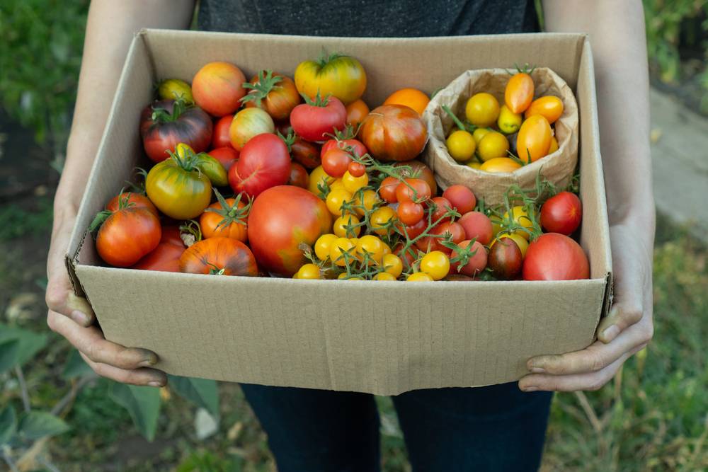 Škatla, polna različnih sort doma pridelanega paradižnika, je del ekoturizma.