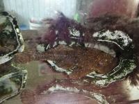 Rogatec - talna akvarijska riba