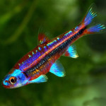 Rainbow shiner-mavrični svetlikavec