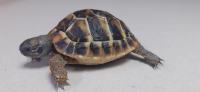 kopenska grška želva - želve + CITES