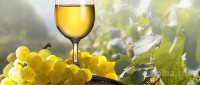Kakovostno BELO VINO (renski, traminec, sivi pinot, zvrst)
