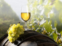 Prodaja vrhunskega belega vina