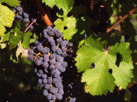 RDEČE VINO Cabernet Sauvignon