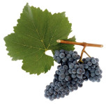 Rdeče vino sorte Zweigelt