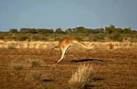 Prodam srebrnik KENGURU OB SONČNEM ZAHODU