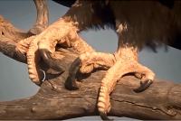 Srebrnik KLINOREPI OREL, prodam