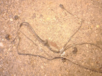 audi a4 b8 2008 parkirni senzorji senzor park original 4x