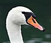 Prodam srebrnik LABOD OB LOKVANJU