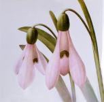 PRODAM SREBRNIK POMLADANSKI MALI ZVONČEK