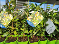 Navadni Čajevec za čaj ali bonsai