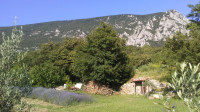 Sivka - hidrolat - eterično olje