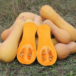 Prodam BIO JEDILNE BUČE - Zimska buča Waltham Butternut