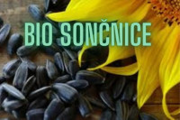 BIO SONČNIČNO SEME - 100% slovensko