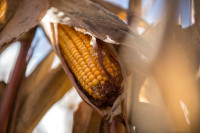 EKOLOŠKA KORUZA V ZRNJU ZA MLETJE