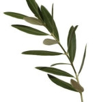 Oljčni listi za čaj