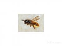 čebele samotarke