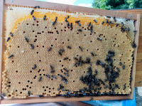 Čebelje družine na Dadant blatt(DB) in AŽ