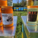 MED iz Hrvaške, akacija i kostanj
