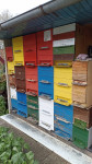 Prodam čebele in čebelarsko opremo
