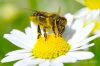 PRODAM ČEBELJE DRUŽINE NA AŽ SATIH