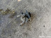 Smart Fortwo VODNA PUMPA ČRPALKA