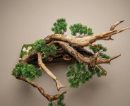 Bonsai